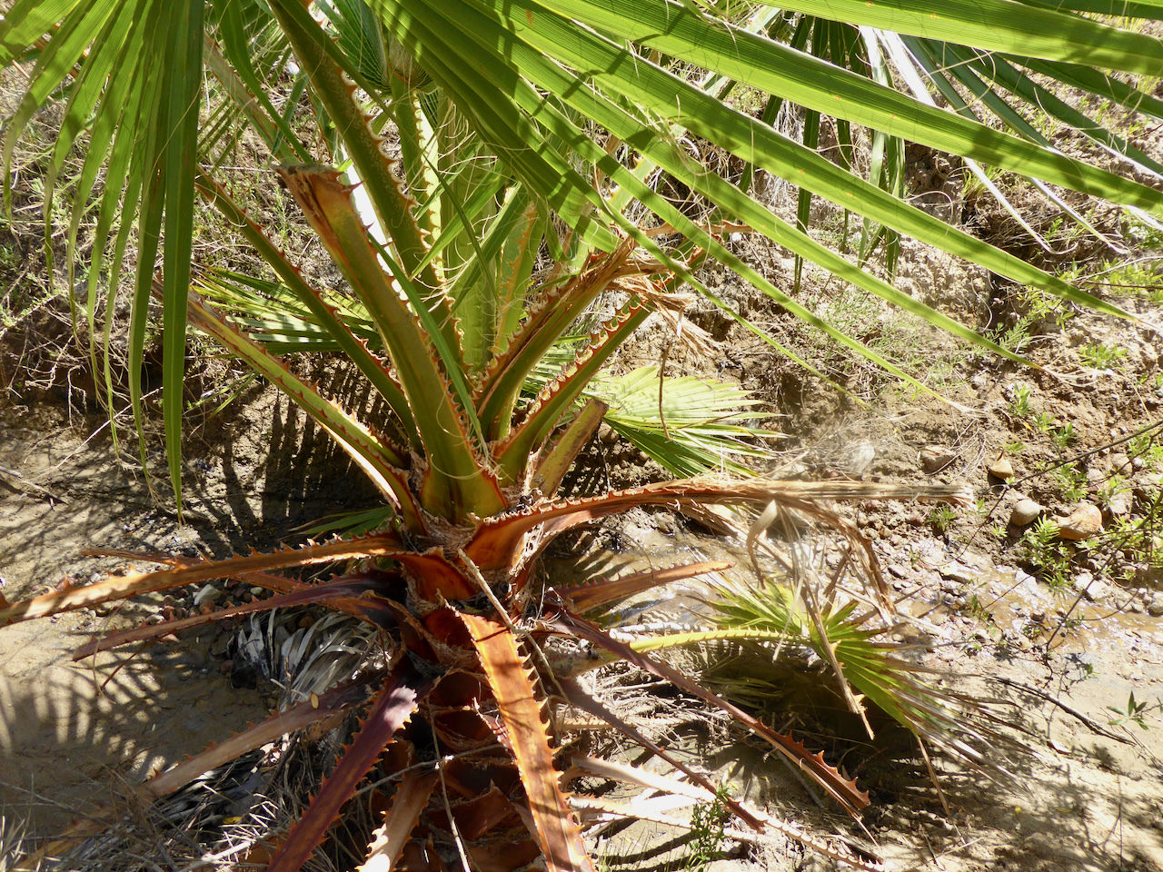 Washingtonia robusta
